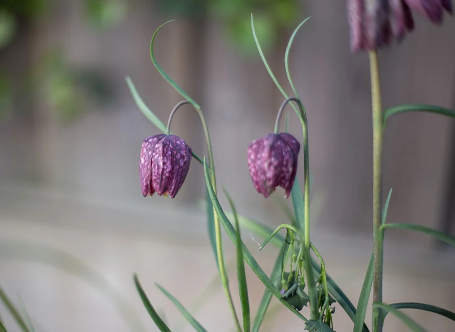 Zwei Schachblumen mit lila Blüten