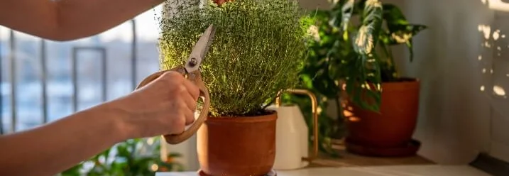 Person schneidet Thymian mit Schere