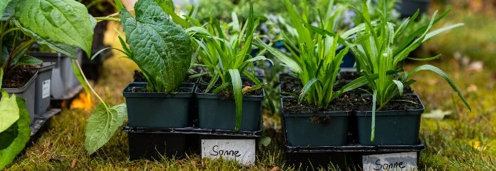 Pflanzen in Töpfen auf Rasen