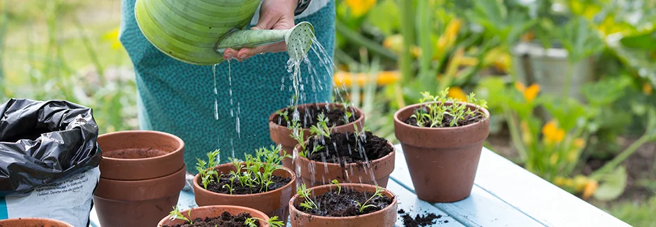 Person gießt Topfpflanzen mit Gießkanne