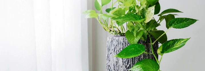 Grünpflanze in einem Topf