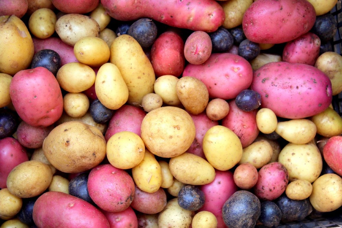 Bunte Kartoffelknollen