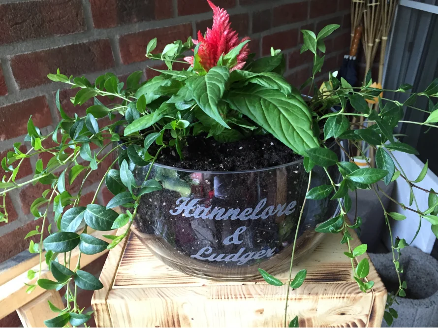 Pflanze in einer Glasschale