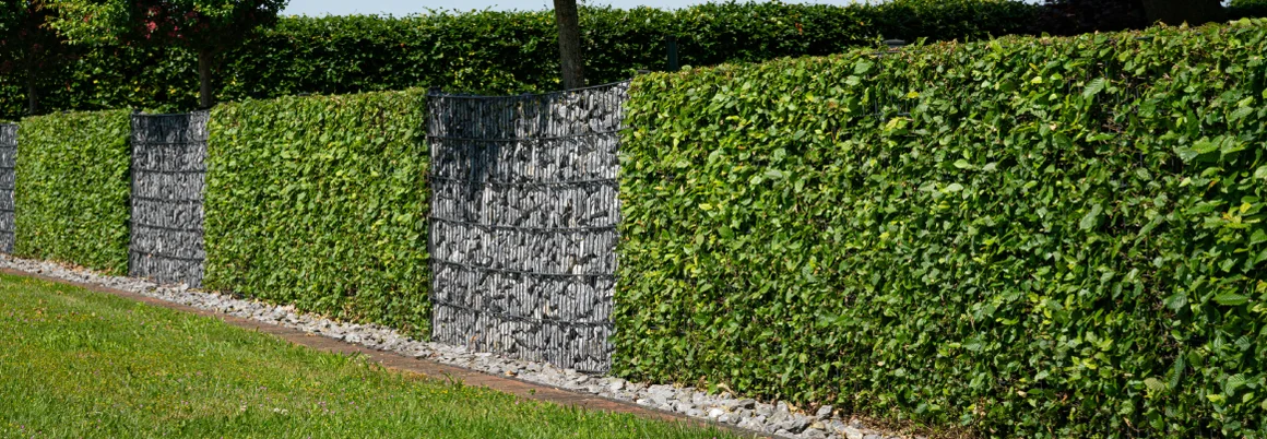 Grüne Hecke mit Gabionen