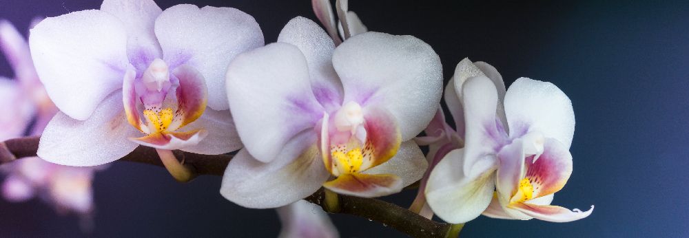 Nahaufnahme einer weißen Orchidee vor dunkelblauem Hintergrund