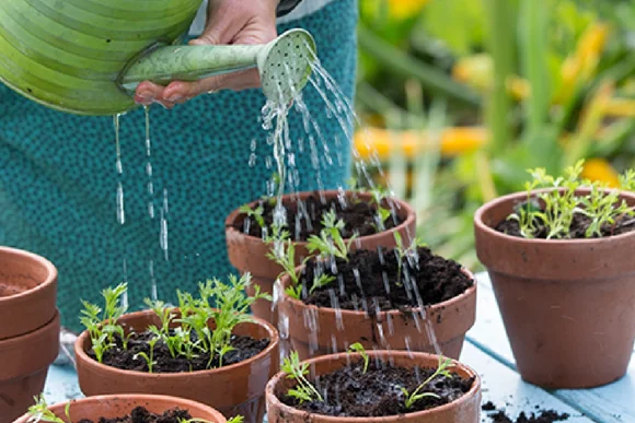 Gießkanne gießt Setzlinge in Tontöpfen