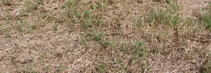 Verdorrter Rasen