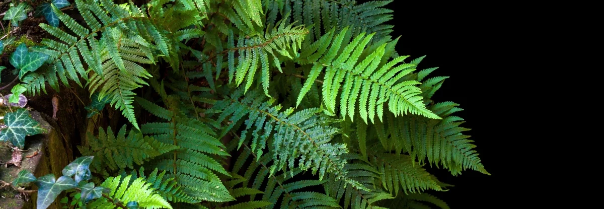 Grüner Farn vor schwarzem Hintergrund