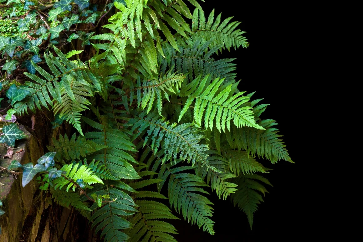 Grüner Farn vor schwarzem Hintergrund