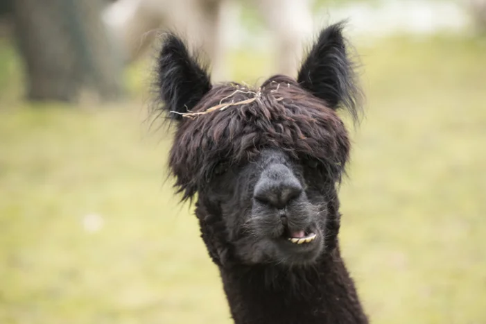 Schwarzes Alpaka mit zerzaustem Fell