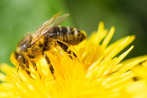 Gut für mich, gut für die Umwelt, gut für mein Portemonnaie. Im Hintergrund ein Bild von einer Biene auf Löwenzahn