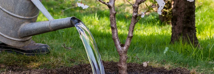 Baum mit Gießkanne wässern