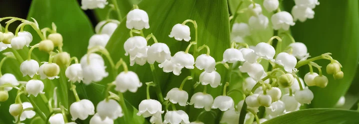 Nahaufnahme von Maiglöckchen