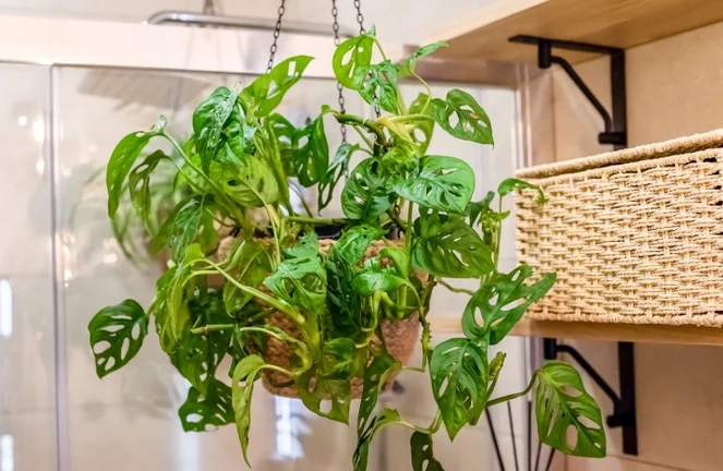 glückstaler zimmerpflanze Pilea Peperomioides (Glückstaler) (L) kaufen? main image 1