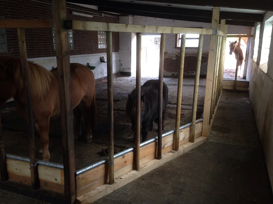 Drei Pferde in einem Stall mit Holzeinzäunung