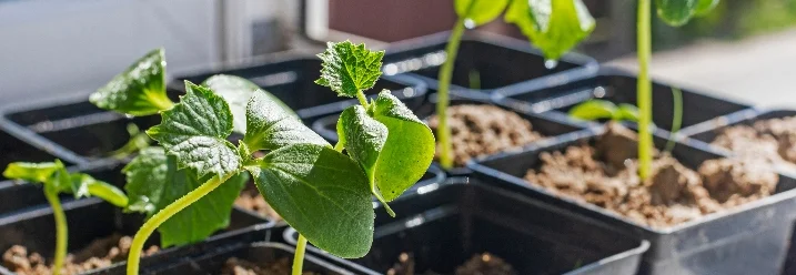 Junge Gurkenpflanzen in Anzuchttöpfen