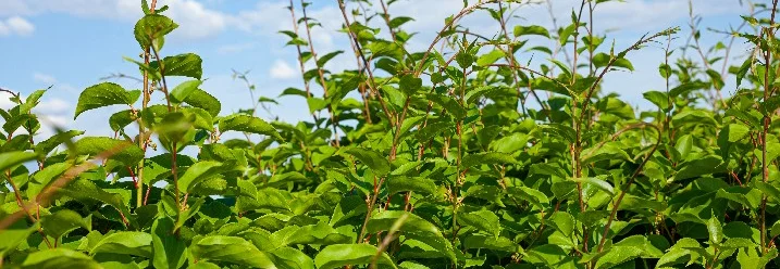 Grüne Blätterpflanze im Vordergrund