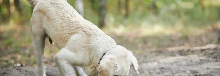 Heller Hund gräbt im Waldboden