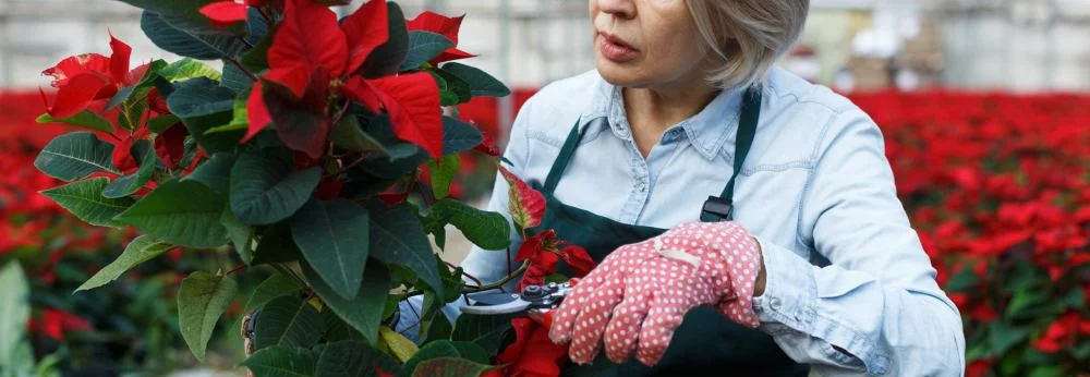 Ein Mensch pflegt einen Weihnachtsstern mit einer Gartenschere in einem Gewächshaus.