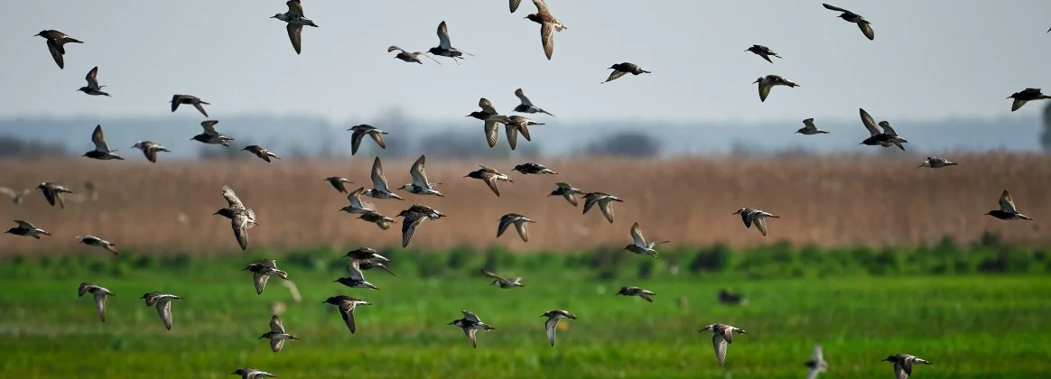 Ein Schwarm Vögel fliegt über ein Feld.