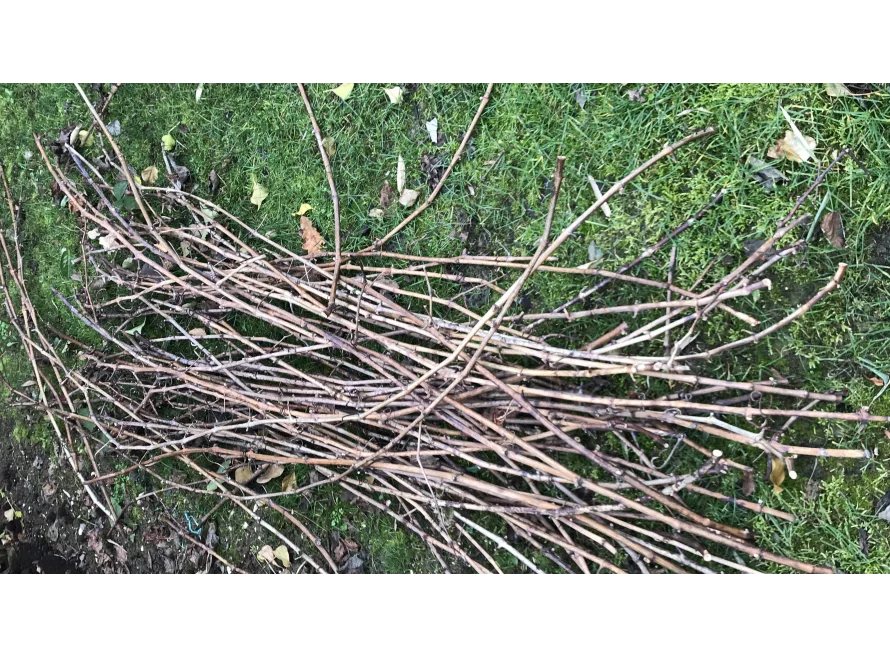 Ein Haufen dünner Äste auf Gras.