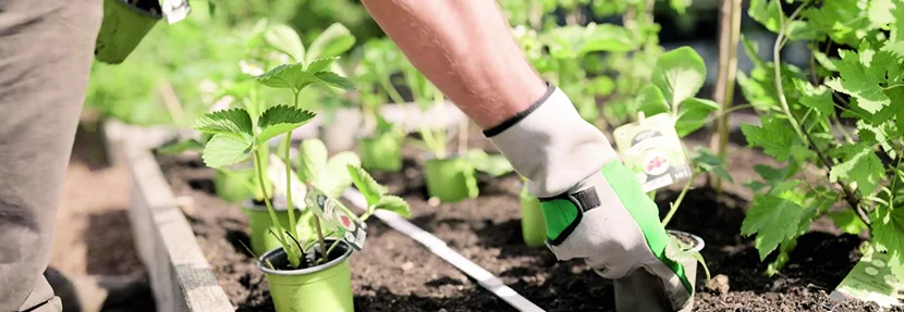 Person pflanzt Erdbeere ein