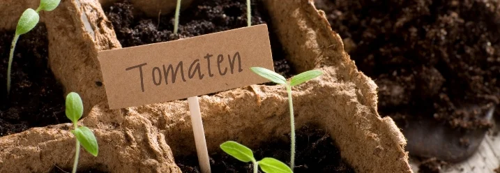 Tomatensetzlinge in Anzuchttöpfen mit Erde und Schaufel