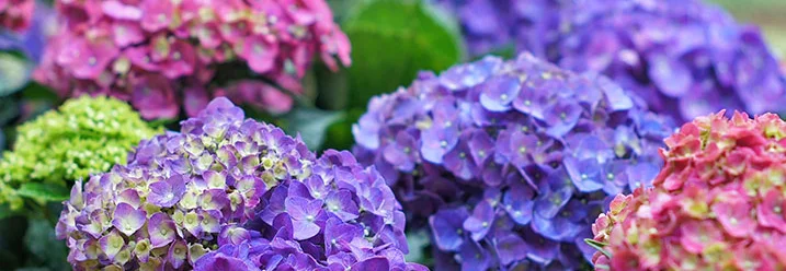 Bunte Hortensienblüten in Nahaufnahme