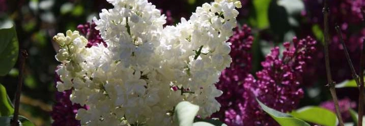 Weiße und lila Fliederblüten