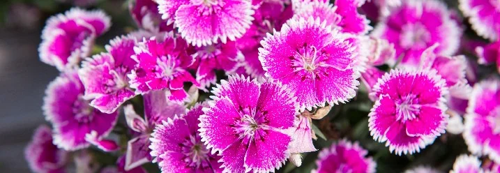 Viele pinke Gartennelken