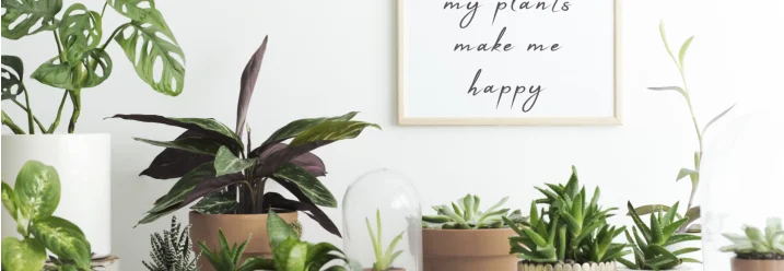 Verschiedene Zimmerpflanzen in Töpfen