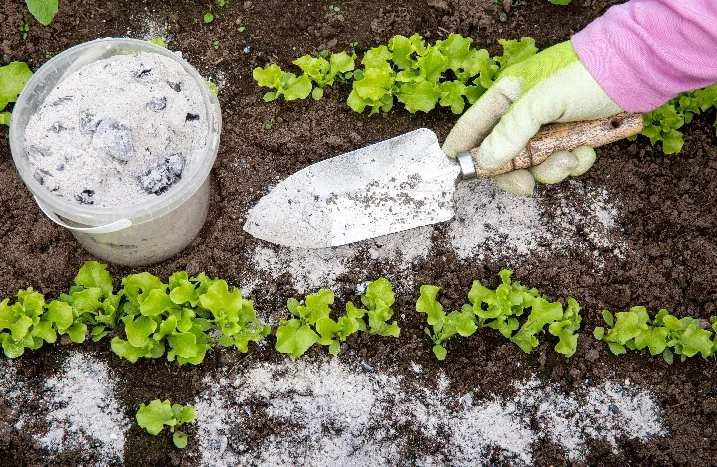 Person düngt Salatpflanzen mit Schaufel