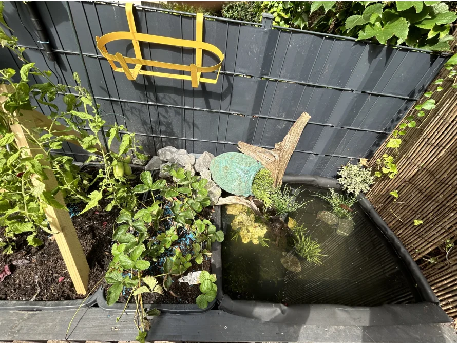 Garten mit Teich und Tomatenpflanzen