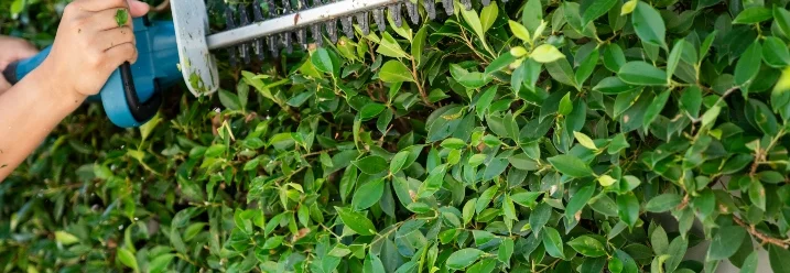 Person schneidet Hecke mit Heckenschere