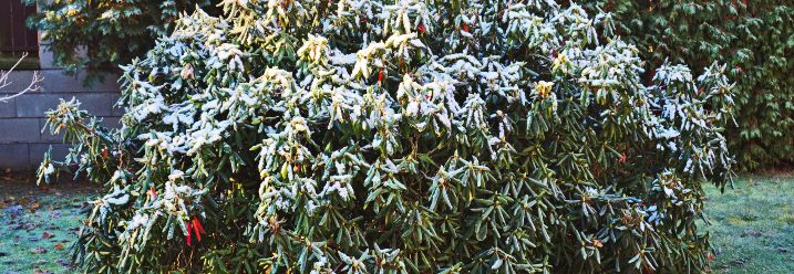 Rhododendron in frostigen Temperaturen