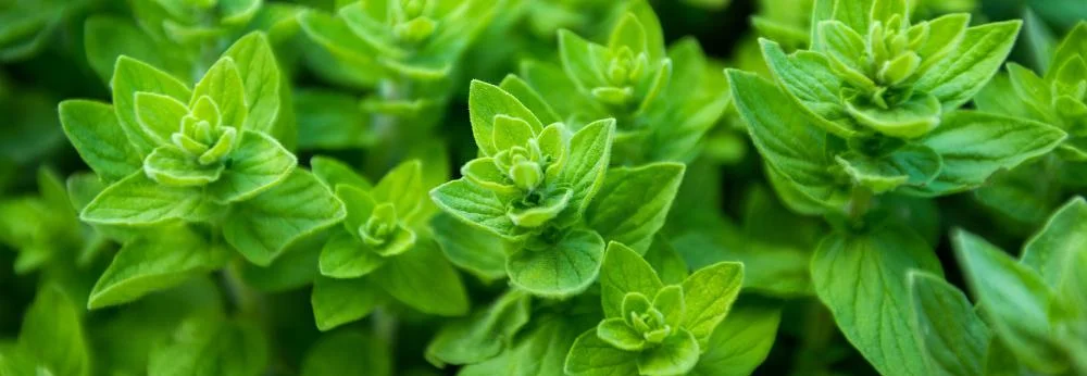 dünger für gartenkräuter Purgrün Bio-Kräuterdünger 1 Liter main image 0