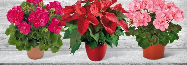Drei Blumentöpfe mit Weihnachtsstern und Geranien