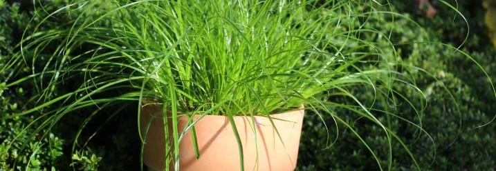Gräser in einem Topf