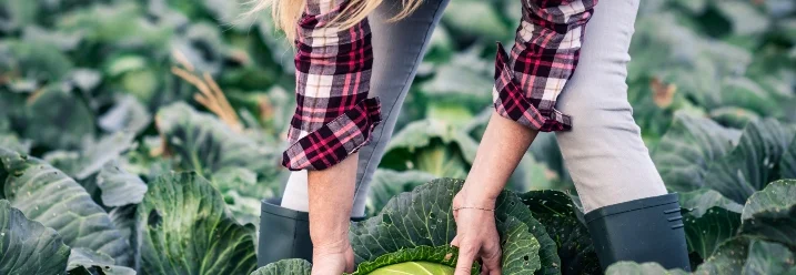 Person erntet Kohl auf dem Feld