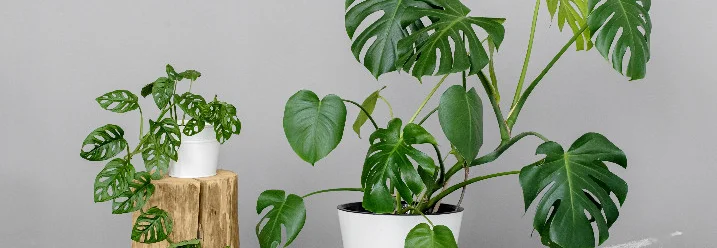 Zwei Monstera Pflanzen in weißen Töpfen