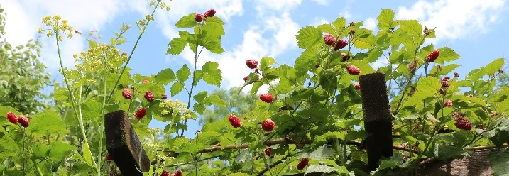 Himbeeren am Spalier
