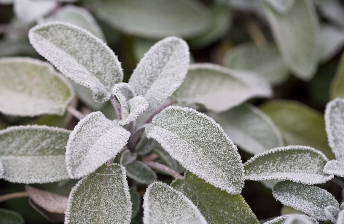 Salbei im Winter