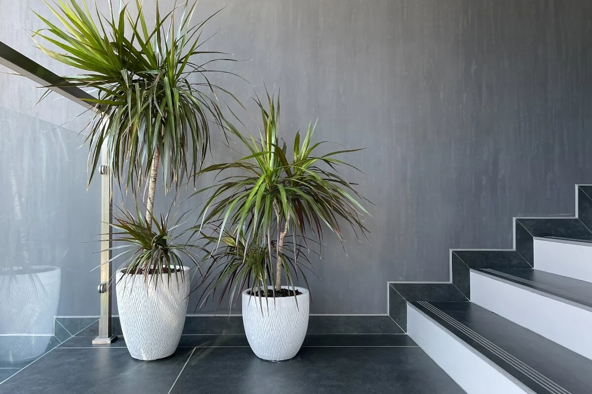 Zwei Drachenbäume in weißen Töpfen