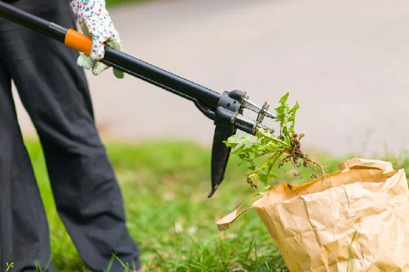 Person entfernt Löwenzahn mit Unkrautsteucer
