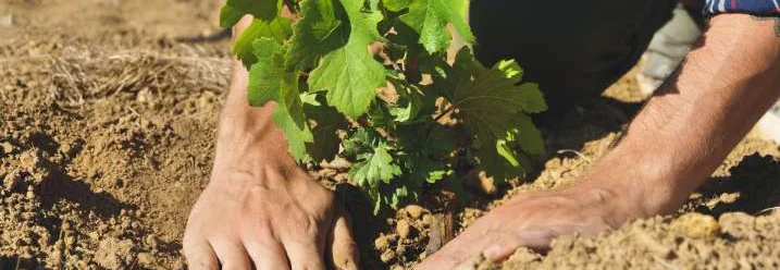 Person pflanzt Weinrebe in die Erde