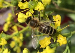 Biene auf gelber Blüte