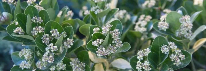 Strauch mit weißen Blüten