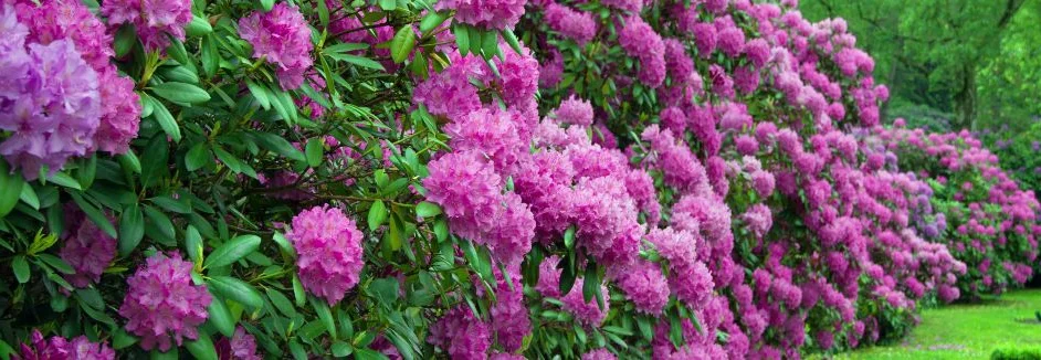Lila Rhododendronbüsche in voller Blüte