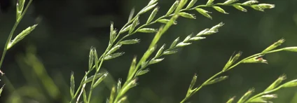 Grüne Grashalme im Dunkeln