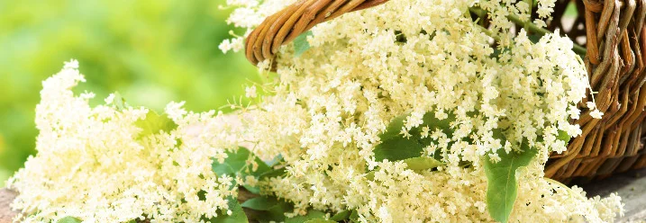 Holzkörbchen mit weißen Holunderblüten